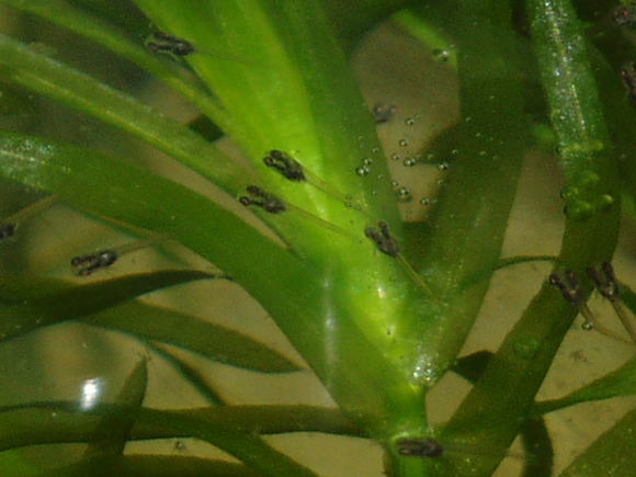 ガラス瓶のベタ・熱帯魚・betta・ベタ・スプレンデンス