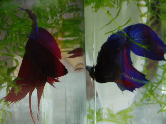 ベタ・熱帯魚・betta・ガラス瓶のベタ・ベタ・スプレンデンス