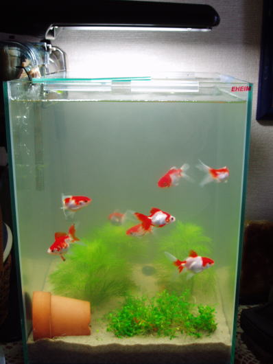 金魚水槽・金魚・リュウキン・琉金・更紗琉金