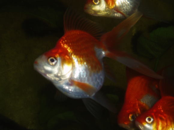 金魚水槽・金魚・リュウキン・琉金・更紗琉金