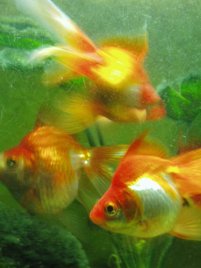 金魚水槽・金魚・リュウキン・琉金・更紗琉金