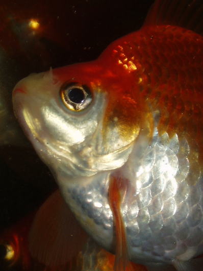 金魚水槽・金魚・リュウキン・琉金・更紗琉金