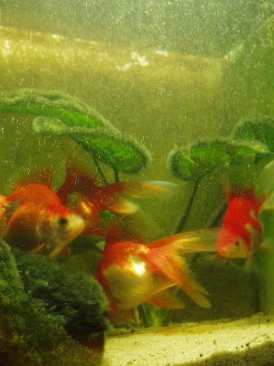 金魚水槽・金魚・リュウキン・琉金・更紗琉金