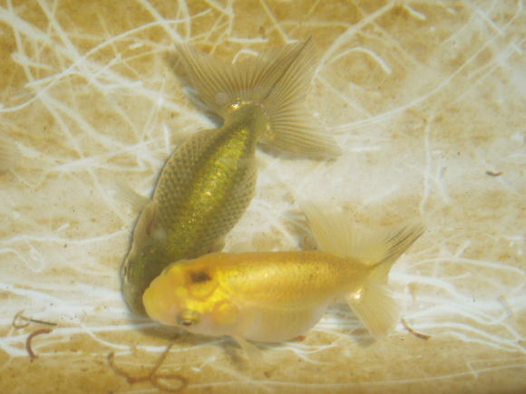 らんちゅう遊び♪・ランチュウ・蘭鋳・金魚
