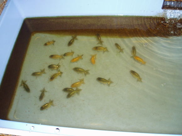 らんちゅう遊び♪・ランチュウ・蘭鋳・金魚