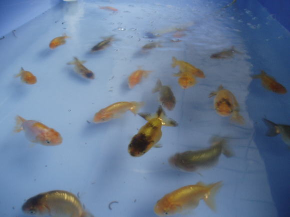 らんちゅう遊び♪・ランチュウ・蘭鋳・金魚