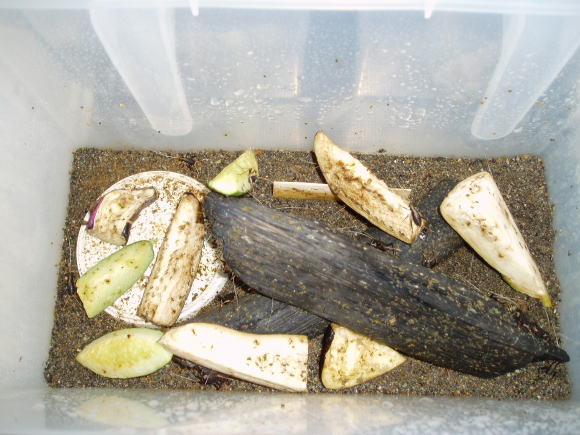 スズムシ・すず虫・鈴虫